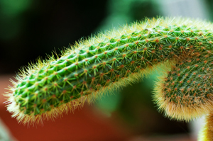 Thorny Cactus Suggesting Dry Penis Skin 