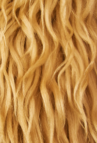 Raw Locks of Golden Wool Fleece Containing Raw Lanolin