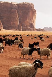 Sheep in Desert Bad Lands