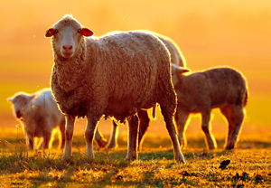 Sheep Grazing in Natural Landscape at Sunrise (Typical Lanolin Producers)