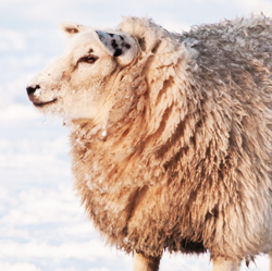 Sheep in Snow Protected by Wool and Lanolin
