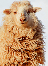 Sheep in Snow Showing Matted Fleece on Neck Coated With Lanolin