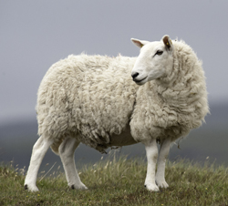 Sheep Standing in Cold Mountain Field (Typical Lanolin Producer)