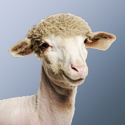 Happy Freshly Shorn Lamb