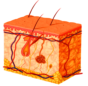 Anatomical Diagram of the Structure of Human Skin 