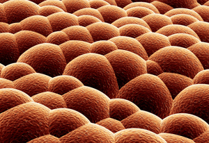 Diagram of Cells on the Surface of Human Skin